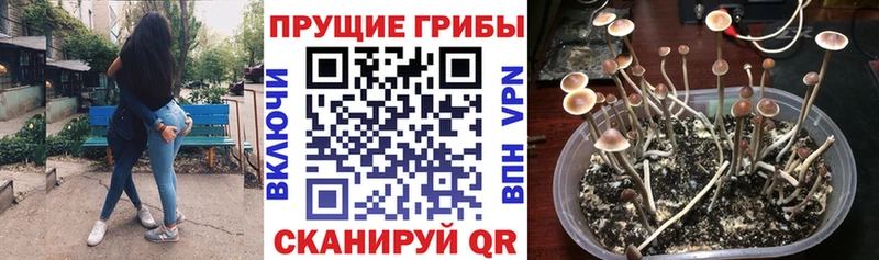 блэк спрут вход  Гаджиево  Псилоцибиновые грибы мухоморы 